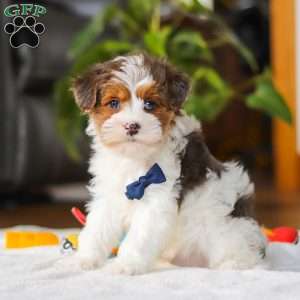 Brodie, Yorkie Poo Puppy
